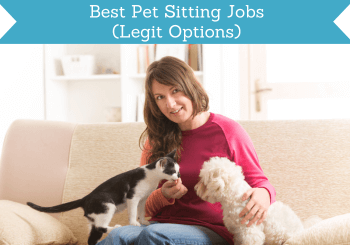 Pet sitter store job near me